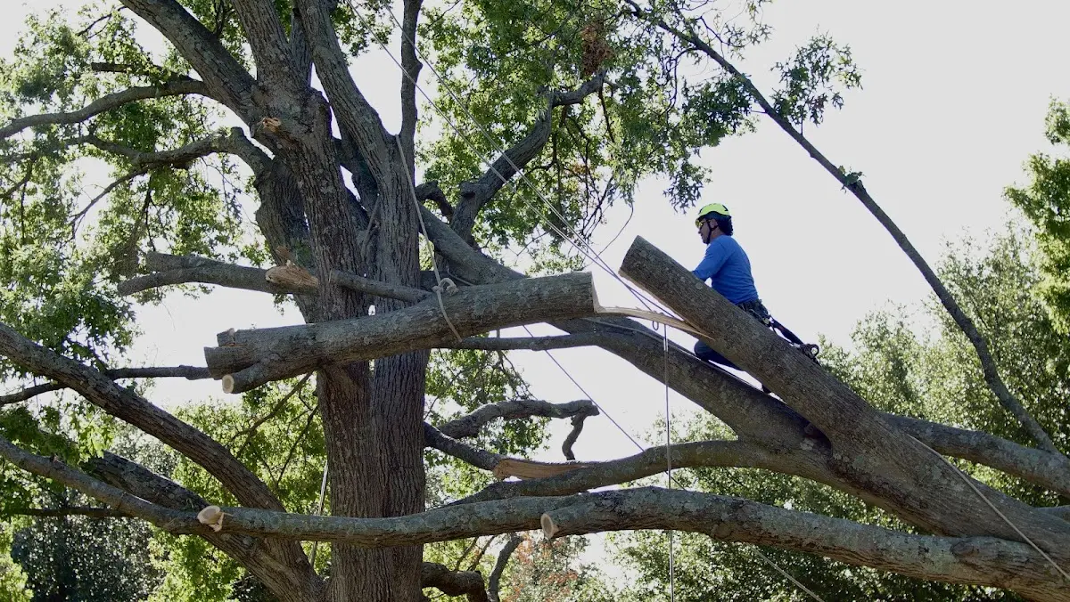 Professional Crown Thinning performed by certified arborists in Horatio
